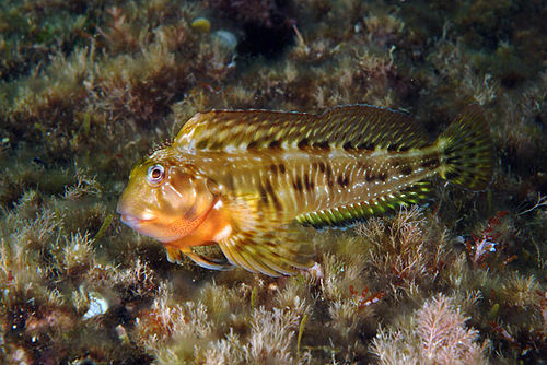 Combtooth blenny